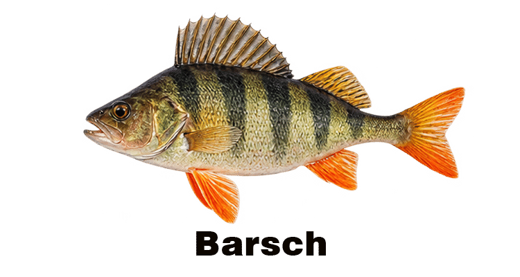 zielfisch-barsch Kopie