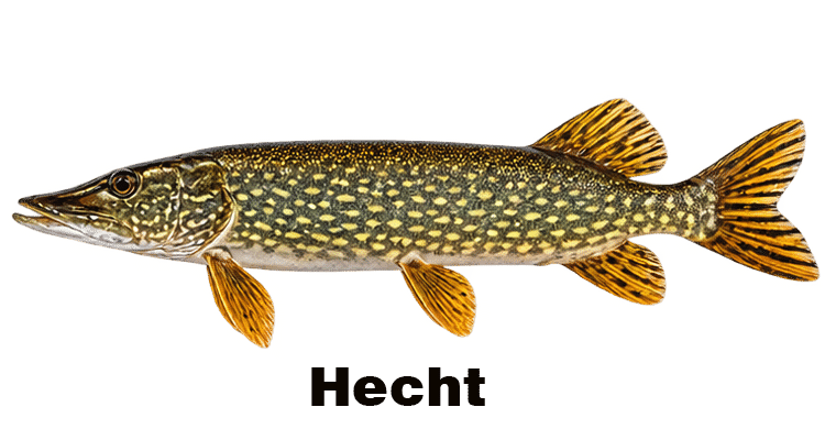 zielfisch-hecht Kopie