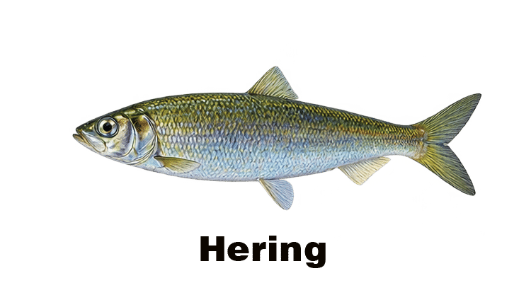 zielfisch-hering Kopie