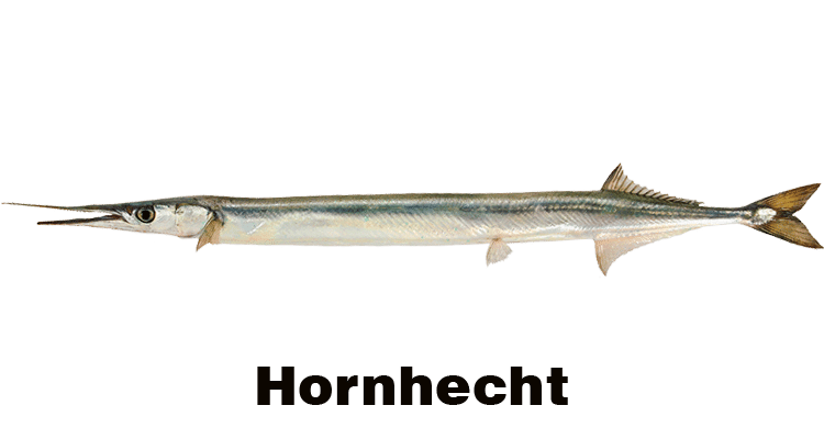 zielfisch-hornhecht Kopie