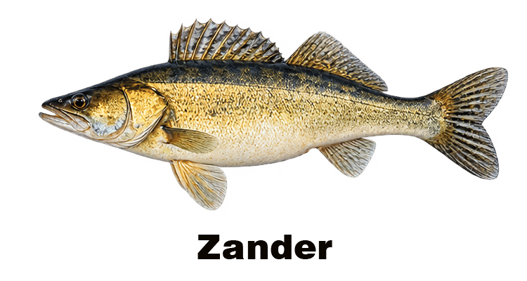 zielfisch-zander Kopie